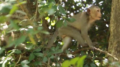 kaka monkey|is monkey kaka real.